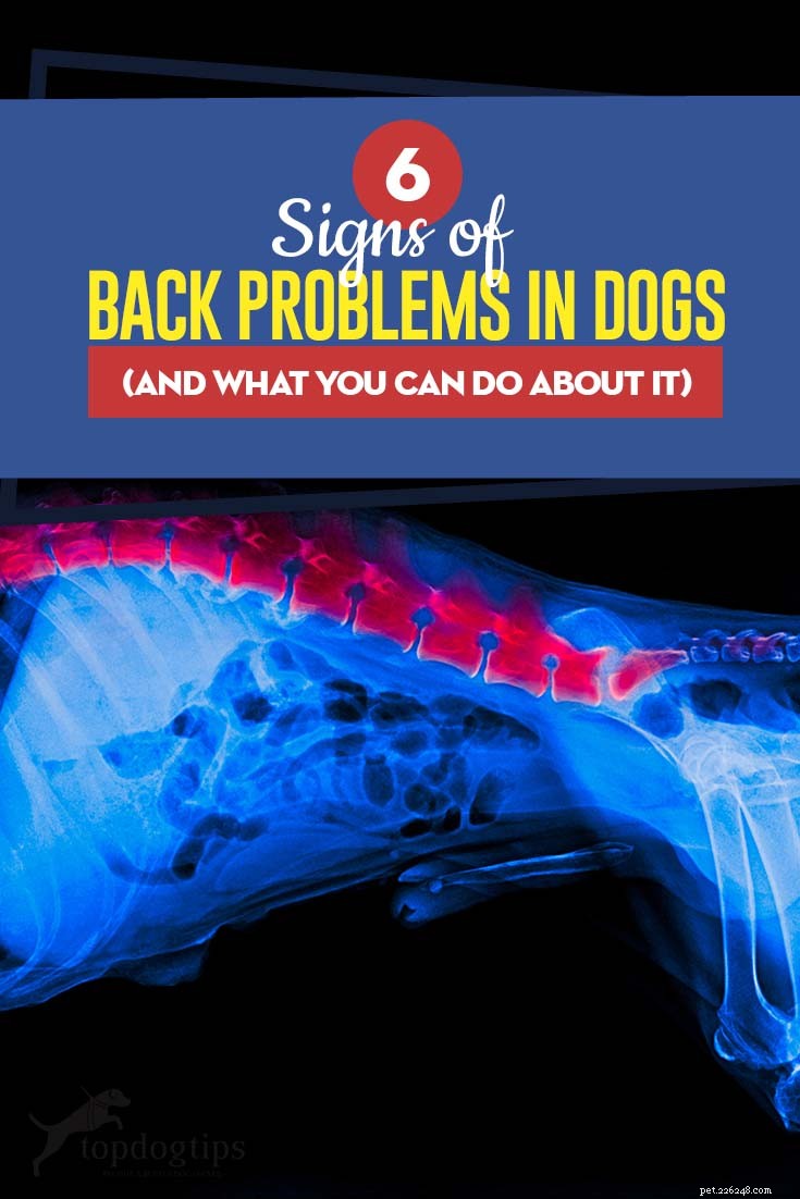 6 Red Flags of Back Problems in Dogs and How to Help Them