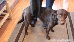 6 Red Flags of Back Problems in Dogs and How to Help Them