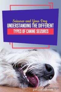Dog Seizures Explained: Types, Causes, and What Owners Should Know