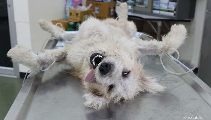 Dog Seizures Explained: Types, Causes, and What Owners Should Know