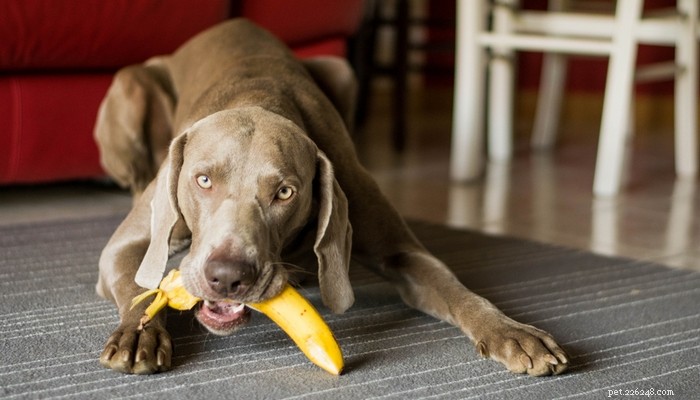 6 Dog‑Friendly Fruits Backed by Research: Safe and Nutritious Options