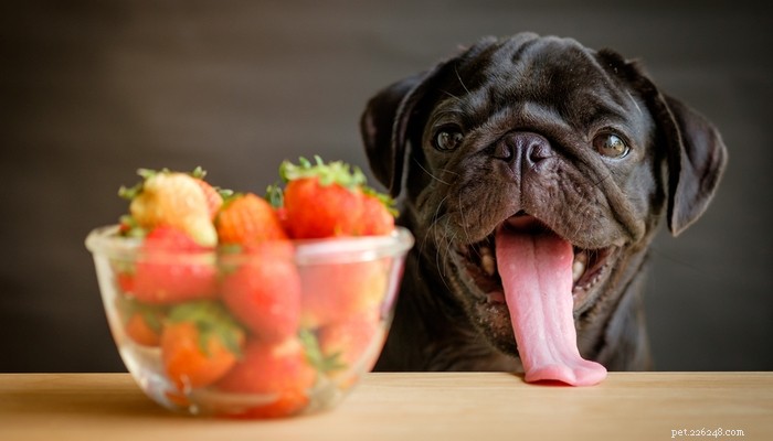 6 Dog‑Friendly Fruits Backed by Research: Safe and Nutritious Options