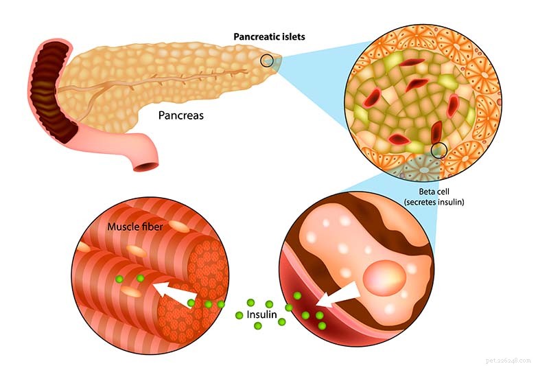 4 Key Symptoms of Pancreatic Issues in Dogs & How to Respond