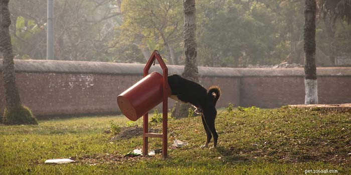4 Key Symptoms of Pancreatic Issues in Dogs & How to Respond