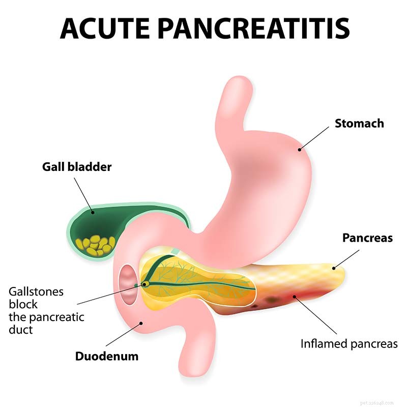 4 Key Symptoms of Pancreatic Issues in Dogs & How to Respond