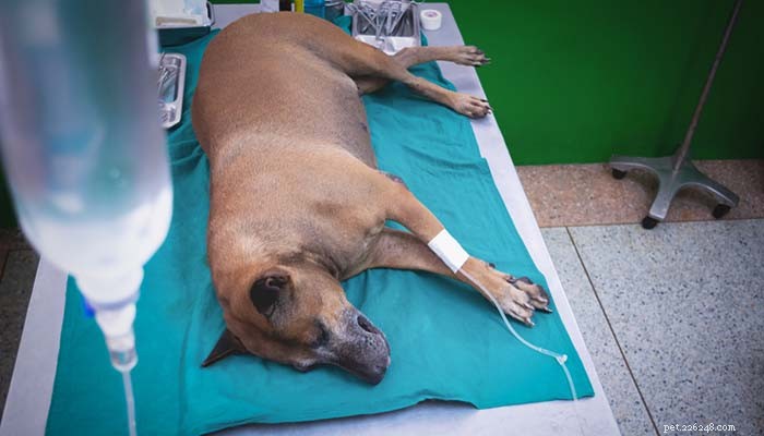 4 Key Symptoms of Pancreatic Issues in Dogs & How to Respond