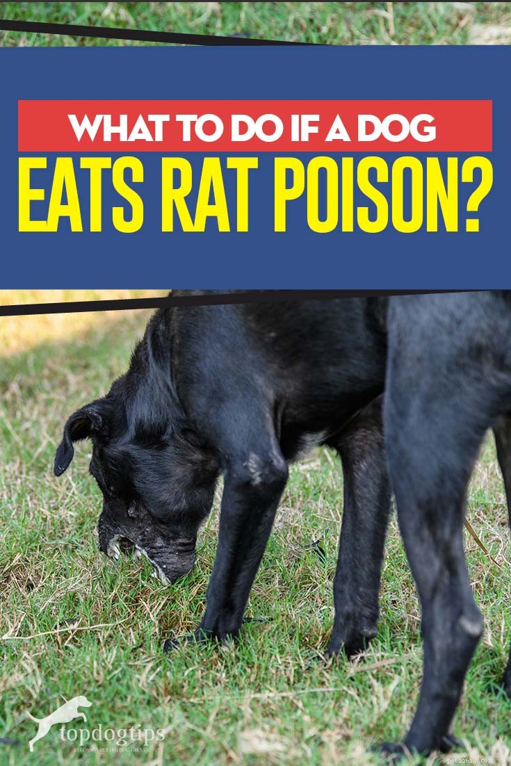 Immediate Steps to Take if Your Dog Ingests Rat Poison