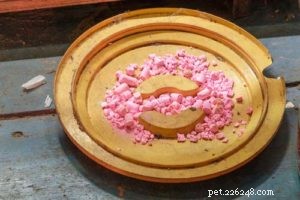 Immediate Steps to Take if Your Dog Ingests Rat Poison