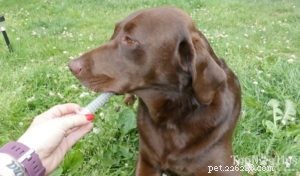 Immediate Steps to Take if Your Dog Ingests Rat Poison