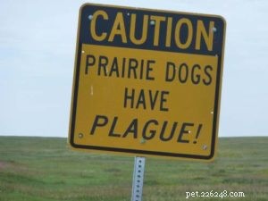 Protecting Your Dog from the Plague: Understanding Risks & Prevention