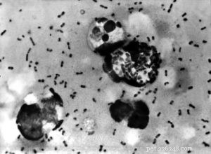 Protecting Your Dog from the Plague: Understanding Risks & Prevention
