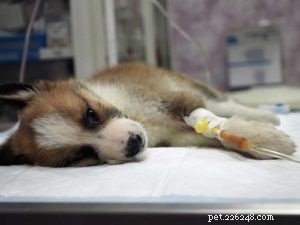 Protecting Your Dog from the Plague: Understanding Risks & Prevention