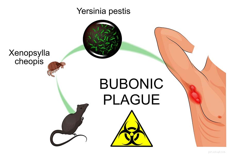 Protecting Your Dog from the Plague: Understanding Risks & Prevention