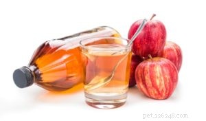 Quick & Easy Home Remedies for Dog Ear Infections