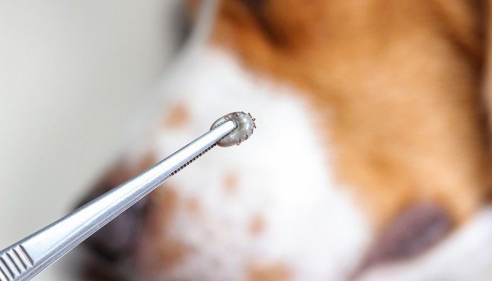 Understanding Your Dog s Itchiness: 4 Key Causes & Effective Treatments