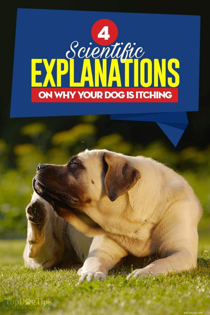 Understanding Your Dog s Itchiness: 4 Key Causes & Effective Treatments