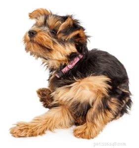 Understanding Your Dog s Itchiness: 4 Key Causes & Effective Treatments