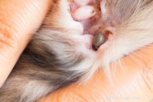 Understanding Your Dog s Itchiness: 4 Key Causes & Effective Treatments