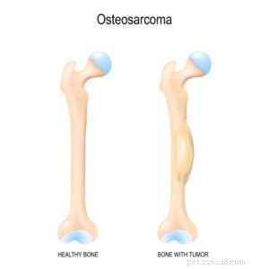 Osteosarcoma in Dogs: Comprehensive Diagnosis, Treatment & Care Guide