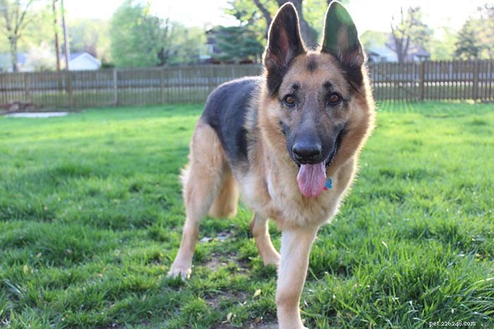 Osteosarcoma in Dogs: Comprehensive Diagnosis, Treatment & Care Guide