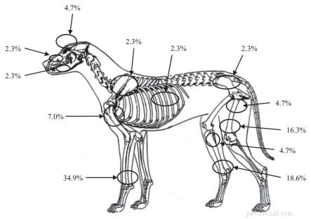 Osteosarcoma in Dogs: Comprehensive Diagnosis, Treatment & Care Guide
