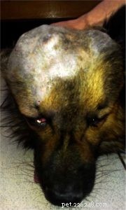 Osteosarcoma in Dogs: Comprehensive Diagnosis, Treatment & Care Guide
