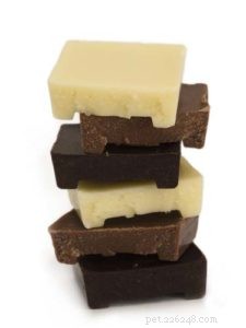 Immediate Steps to Take if Your Dog Consumes Chocolate