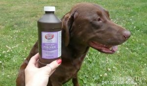 Immediate Steps to Take if Your Dog Consumes Chocolate