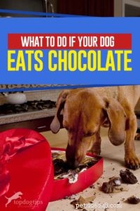 Immediate Steps to Take if Your Dog Consumes Chocolate