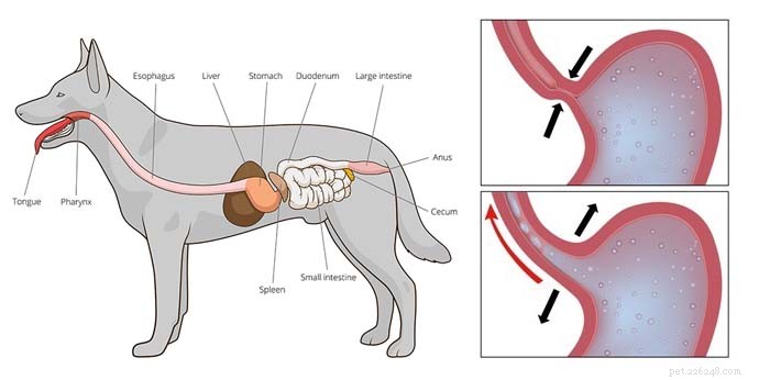 5 Common Esophagus Issues in Dogs & How to Spot Them