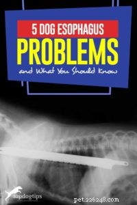 5 Common Esophagus Issues in Dogs & How to Spot Them