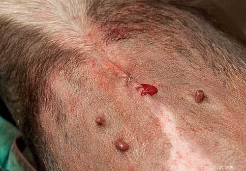 5 Common Esophagus Issues in Dogs & How to Spot Them
