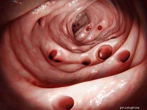 5 Common Esophagus Issues in Dogs & How to Spot Them
