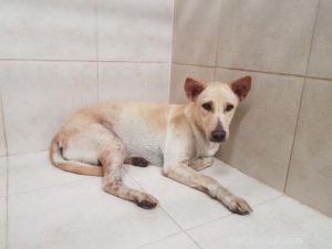 Why Your Dog Won’t Eat: 13 Common Causes of Canine Anorexia