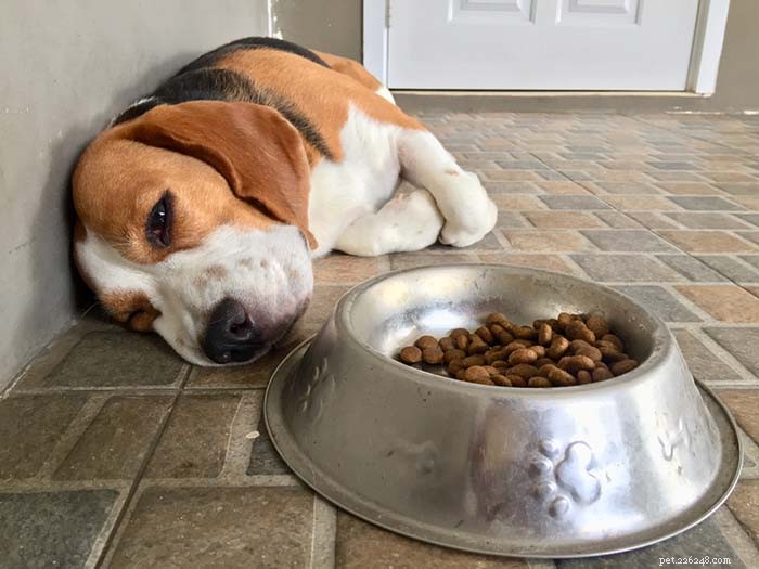 Why Your Dog Won’t Eat: 13 Common Causes of Canine Anorexia