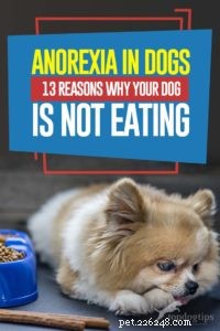 Why Your Dog Won’t Eat: 13 Common Causes of Canine Anorexia