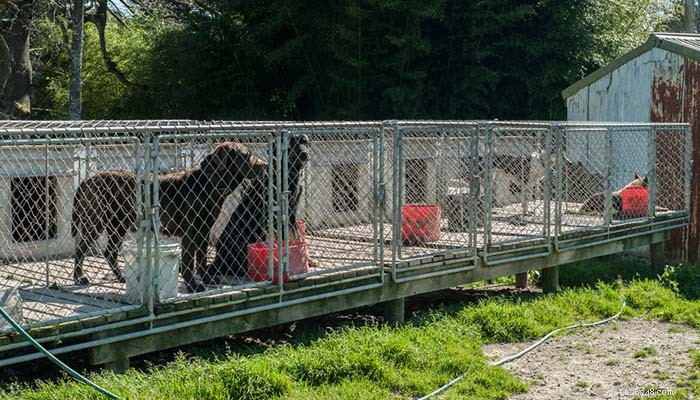 3 Key Health Risks Your Dog Faces While Boarding – Protect Your Pet Today