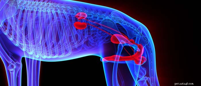 Understanding Prostate Issues in Male Dogs: Causes, Symptoms & What to Watch For