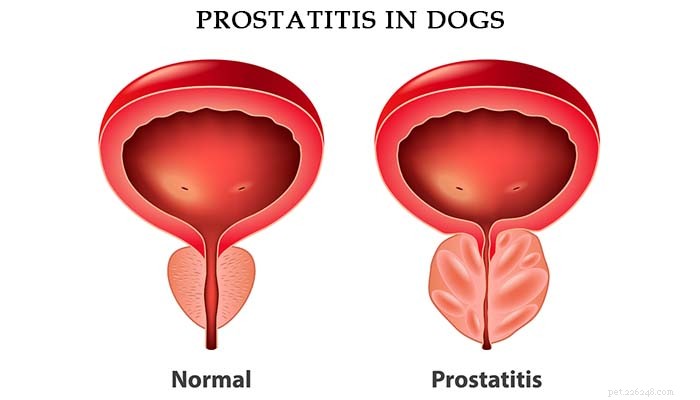 Understanding Prostate Issues in Male Dogs: Causes, Symptoms & What to Watch For