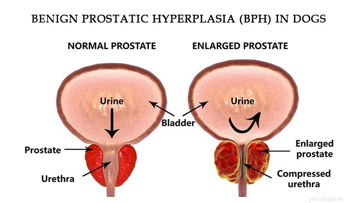 Understanding Prostate Issues in Male Dogs: Causes, Symptoms & What to Watch For