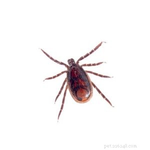 Protect Your Dog from Fleas, Ticks, and Their Diseases: A Comprehensive Guide