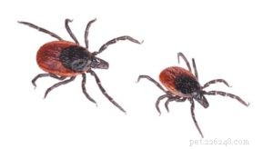 Protect Your Dog from Fleas, Ticks, and Their Diseases: A Comprehensive Guide