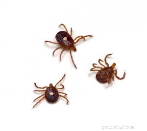 Protect Your Dog from Fleas, Ticks, and Their Diseases: A Comprehensive Guide