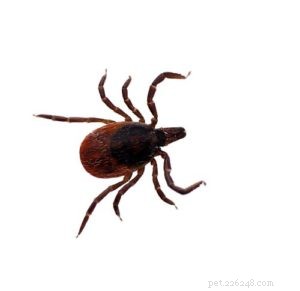 Protect Your Dog from Fleas, Ticks, and Their Diseases: A Comprehensive Guide