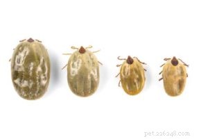 Protect Your Dog from Fleas, Ticks, and Their Diseases: A Comprehensive Guide
