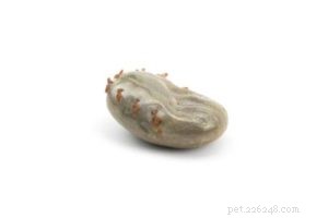 Protect Your Dog from Fleas, Ticks, and Their Diseases: A Comprehensive Guide