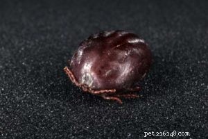 Protect Your Dog from Fleas, Ticks, and Their Diseases: A Comprehensive Guide