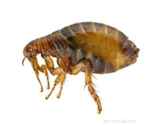 Protect Your Dog from Fleas, Ticks, and Their Diseases: A Comprehensive Guide