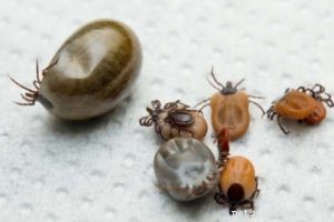 Protect Your Dog from Fleas, Ticks, and Their Diseases: A Comprehensive Guide