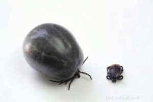 Protect Your Dog from Fleas, Ticks, and Their Diseases: A Comprehensive Guide
